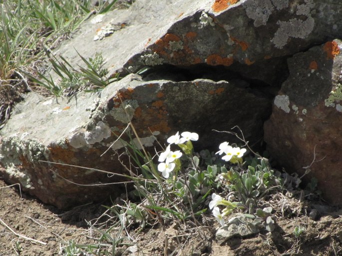 Arabis caucasica