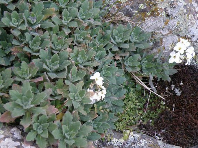 Arabis