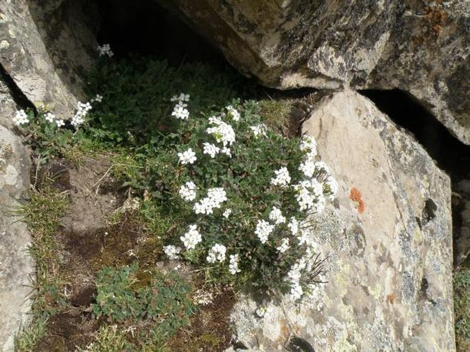 Arabis