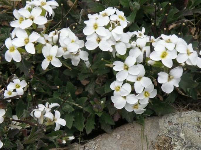 Arabis