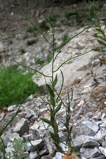 Arabis nova