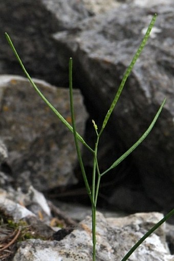 Arabis nova