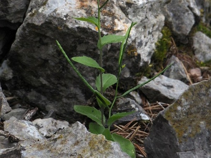 Arabis nova