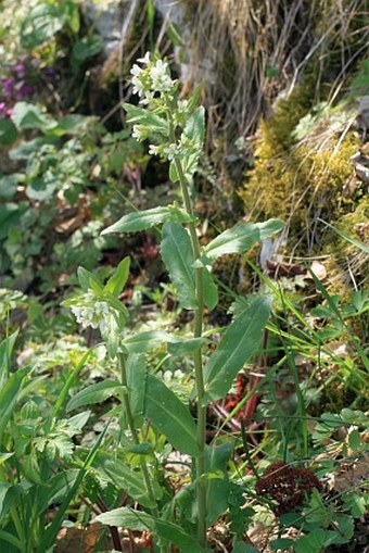 Arabis turrita