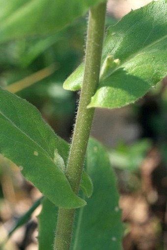 Arabis turrita