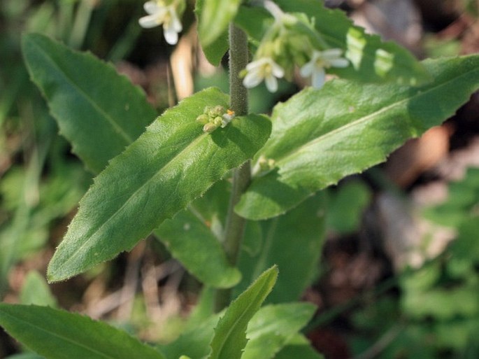 Arabis turrita