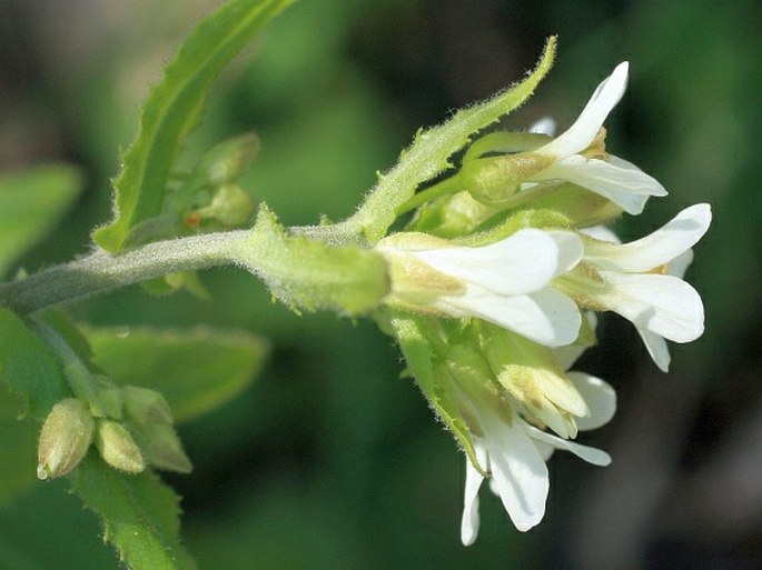 Arabis turrita