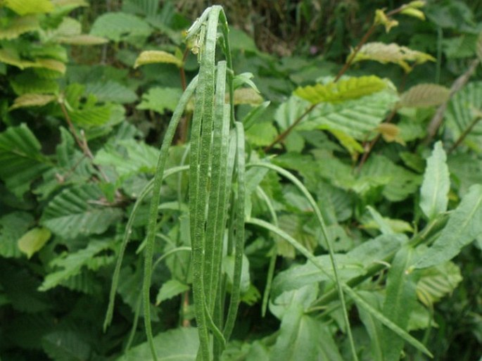 Arabis turrita