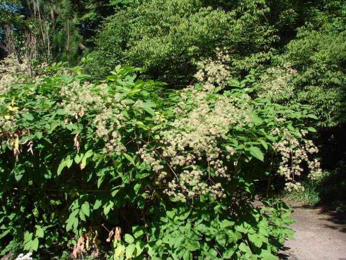 Aralia californica