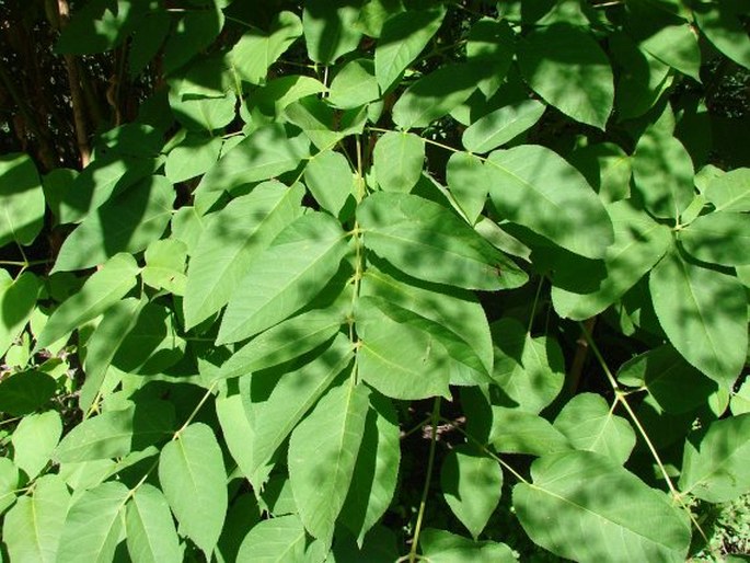 Aralia californica