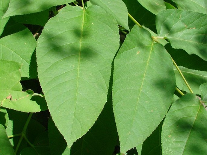 Aralia californica