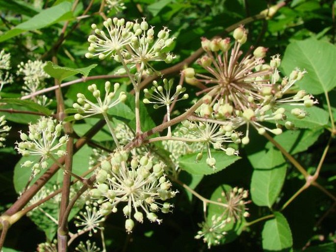 Aralia californica