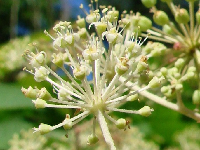 Aralia californica