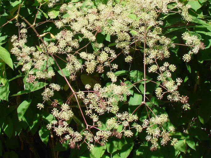 Aralia californica