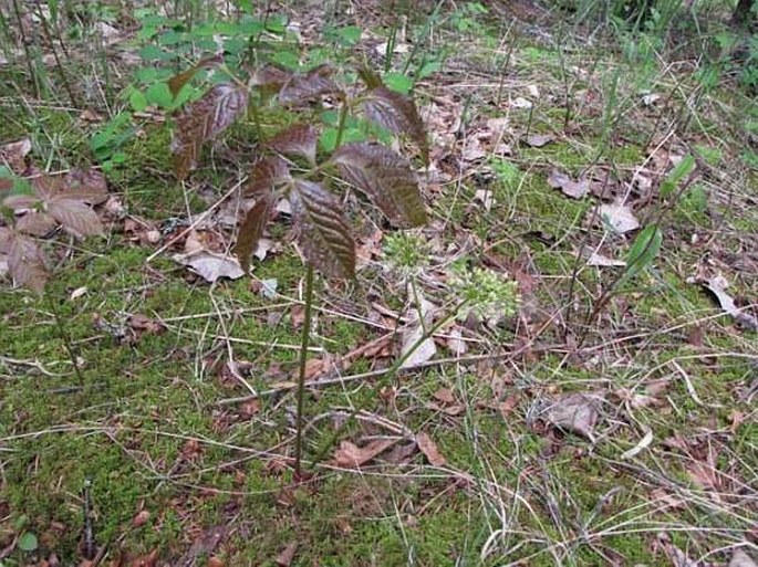 Aralia nudicaulis