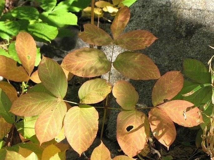 Aralia nudicaulis