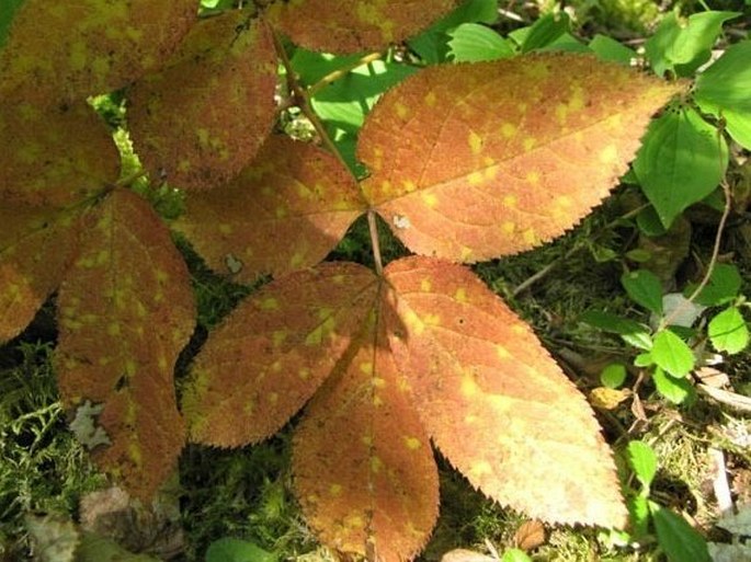 Aralia nudicaulis