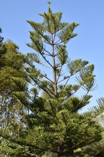 Araucaria heterophylla