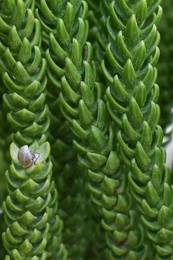 Araucaria heterophylla