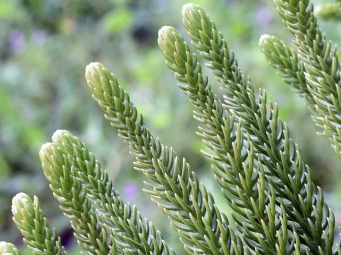 Araucaria heterophylla