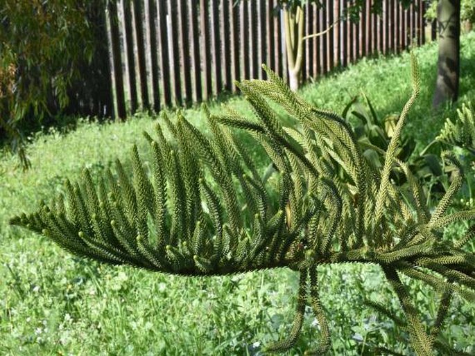 Araucaria heterophylla