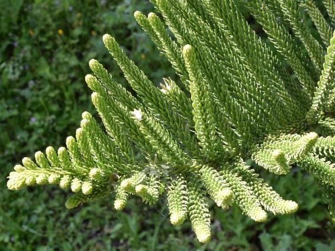 Araucaria heterophylla