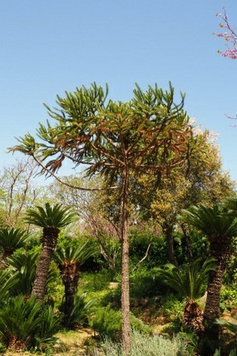 Araucaria angustifolia