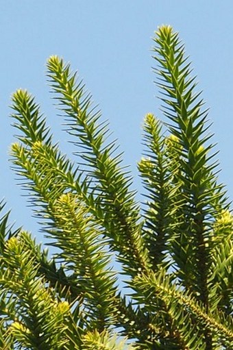 Araucaria angustifolia