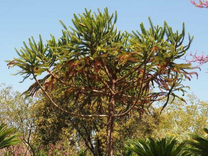 Araucaria angustifolia