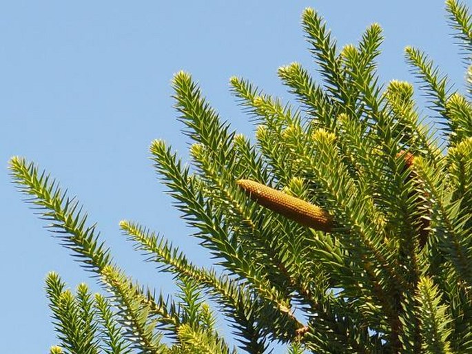 Araucaria angustifolia