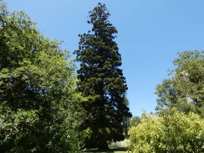 Araucaria cunninghamii