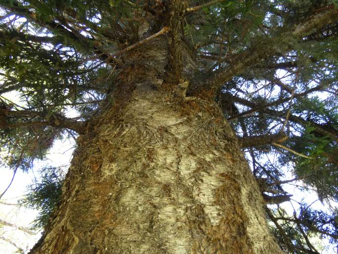 Araucaria cunninghamii