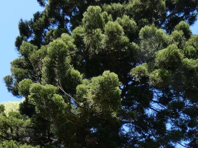 Araucaria cunninghamii