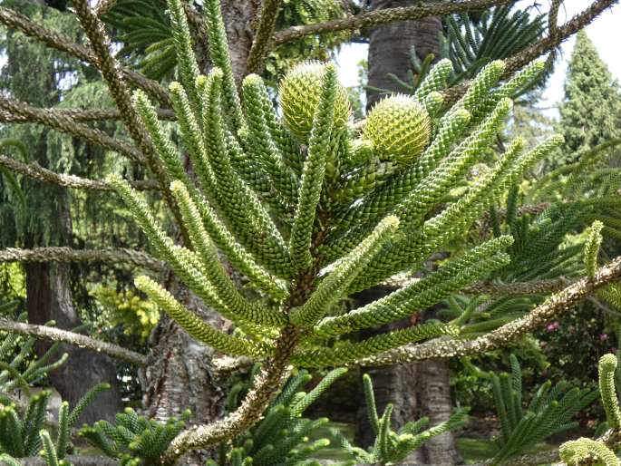 Araucaria montana