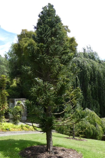 Araucaria montana