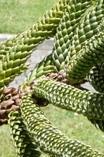 Araucaria montana