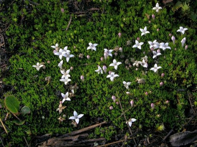 Arcytophyllum filiforme