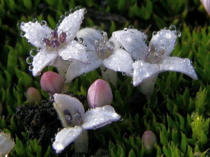 Arcytophyllum filiforme