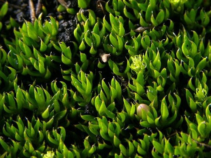 Arcytophyllum filiforme