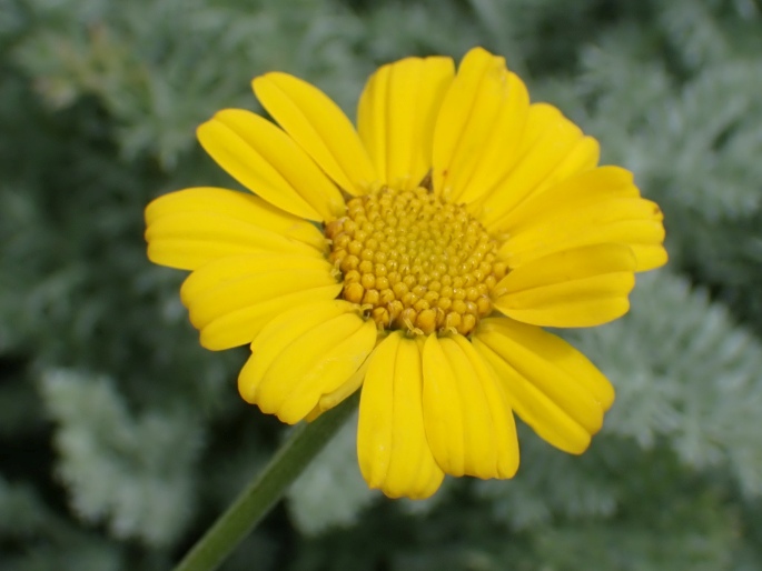 Archanthemis marschalliana