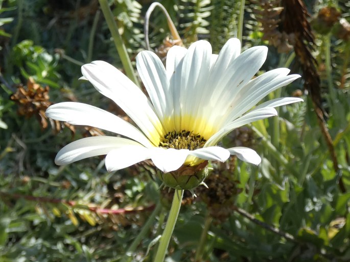 Arctotis stoechadifolia