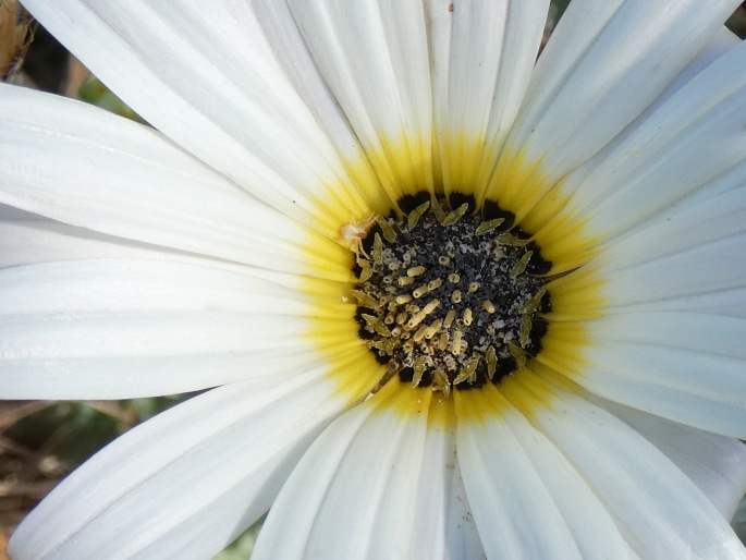 Arctotis stoechadifolia