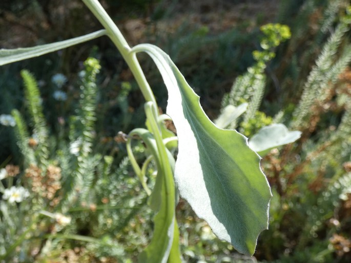 Arctotis stoechadifolia