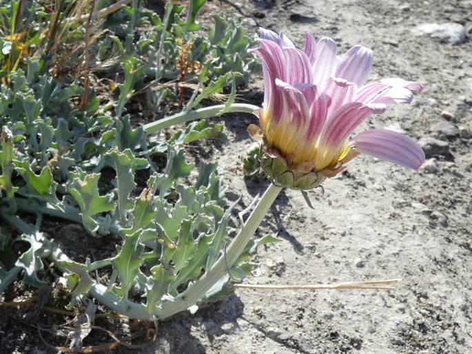 Arctotis stoechadifolia