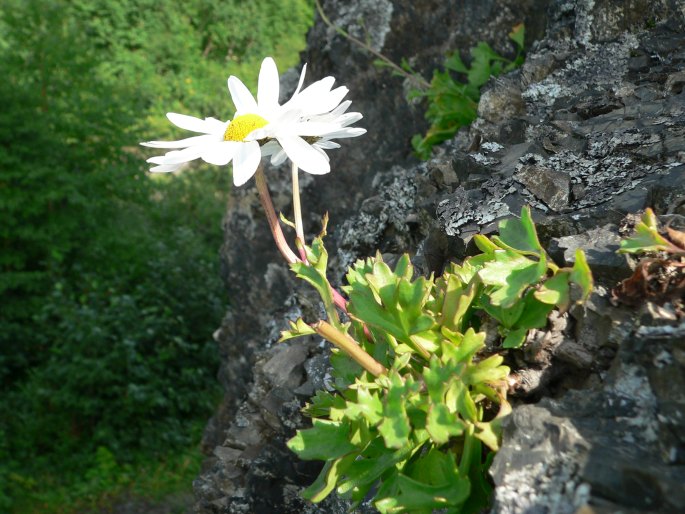 ARCTANTHEMUM ARCTICUM (L.) Tzvelev