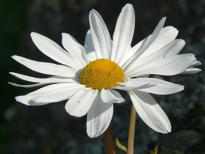 Arctanthemum arcticum