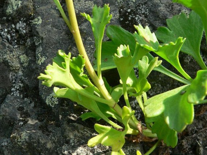 Arctanthemum arcticum