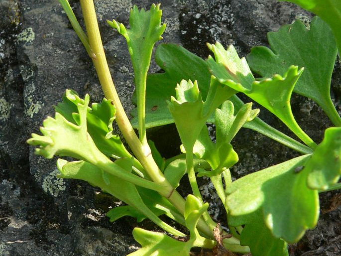 Arctanthemum arcticum