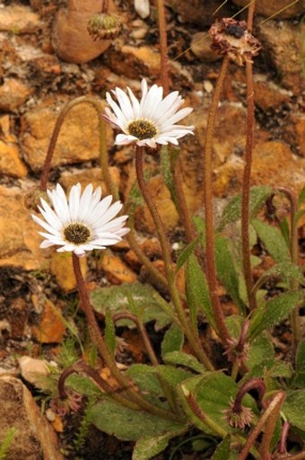 Arctotis acuminata