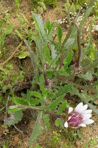 Arctotis acuminata